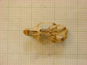 Media type: image;   Mammalogy 26353